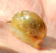 Sheldonia