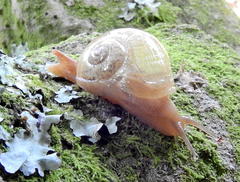Sheldonia