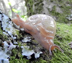 Sheldonia