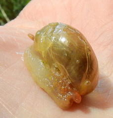 Sheldonia