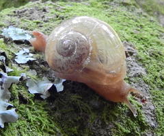 Sheldonia