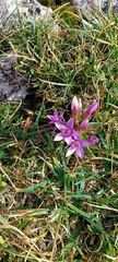 Gentianella anisodonta