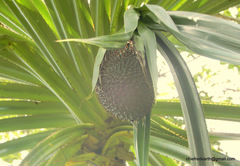 Pandanus canaranus