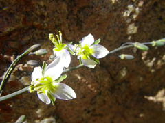 Heliophila cornuta squamata