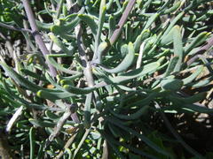 Heliophila cornuta squamata