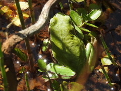 Hyla felixarabica