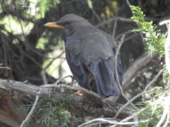 Turdus menachensis