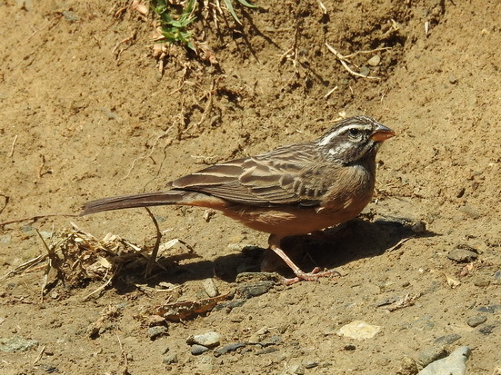 Cinnamon-breasted Bunting (Emberiza tahapisi)