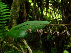 Pleurothallis superbiens