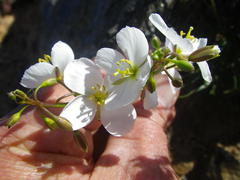Heliophila carnosa