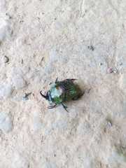 Sulcophanaeus leander