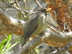 Turdus menachensis