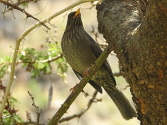Turdus menachensis