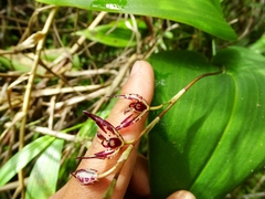 Pleurothallis superbiens