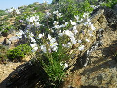 Heliophila carnosa