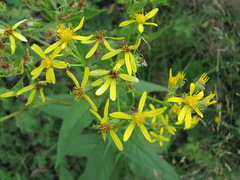 Senecio propinquus