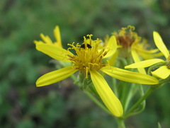 Senecio propinquus