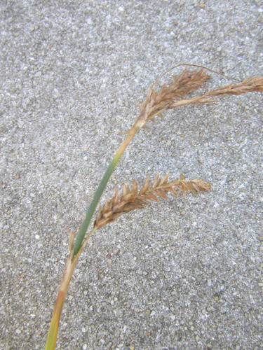 Carex aethiopica (Carex aethiopica)