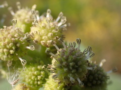 Xanthium orientale italicum