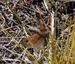 Cassionympha detecta