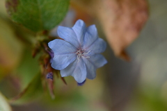 Ceratostigma plumbaginoides