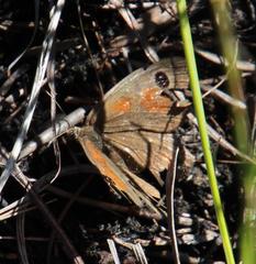 Cassionympha detecta