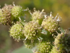 Xanthium orientale italicum