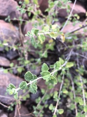 Aloysia wrightii