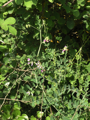 Lathyrus incurvus