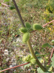 Xanthium orientale italicum