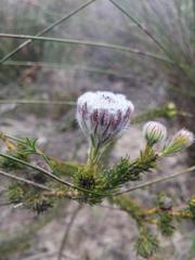 Serruria trilopha