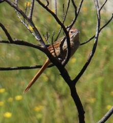 Sphenoeacus afer afer