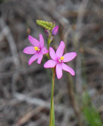 Ixia stricta (Eckl. ex Klatt) G.J.Lewis