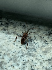 Leptoglossus occidentalis