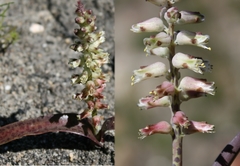 Lachenalia lactosa
