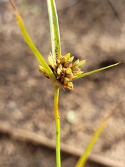 Cyperus houghtonii