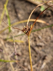 Cyperus houghtonii