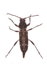 Chlorophorus capensis