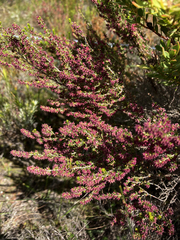 Erica puberuliflora