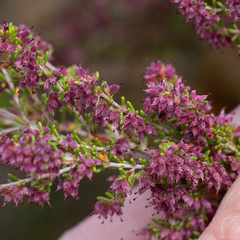 Erica puberuliflora