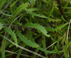 Senecio multibracteatus