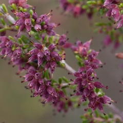 Erica puberuliflora