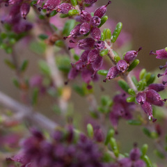 Erica puberuliflora