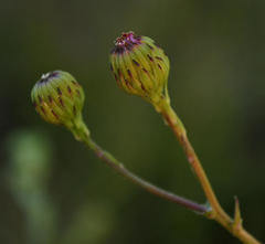 Senecio multibracteatus