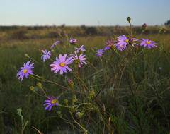 Senecio multibracteatus