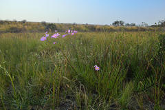 Senecio multibracteatus