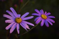 Senecio multibracteatus