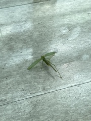 Sinochlora longifissa