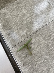 Sinochlora longifissa