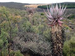 Aloe comosa